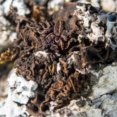 Lathagrium fuscovirens