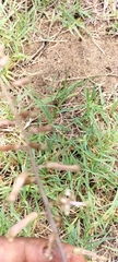 Drimia elata