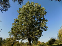 Populus × canadensis