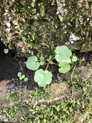 Asplenium ruta-muraria