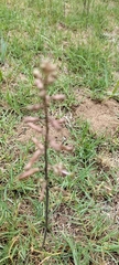 Drimia elata