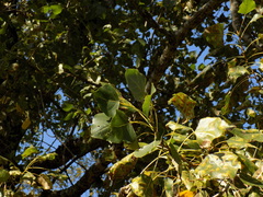 Populus × canadensis
