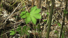 Geranium sylvaticum
