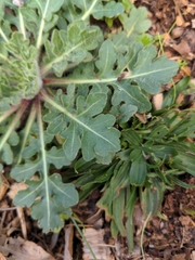 Engelmannia peristenia