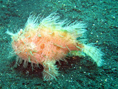 Antennarius striatus