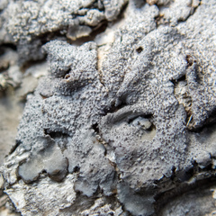 Melanohalea elegantula