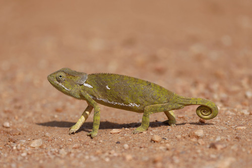 Flap-necked Chameleon