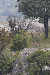 Oreotragus oreotragus