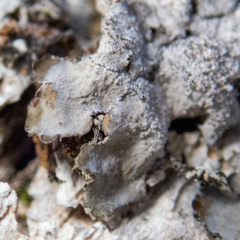 Melanohalea elegantula