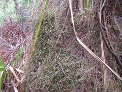 Anthochortus graminifolius