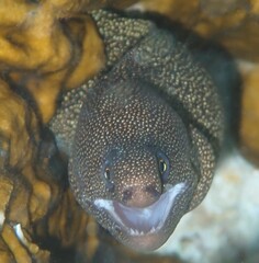 Gymnothorax miliaris