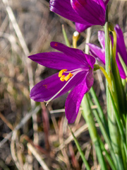 Olsynium douglasii