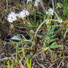 Lomatium gormanii