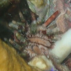 Eucidaris tribuloides