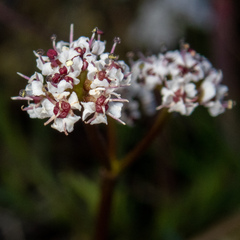 Lomatium gormanii