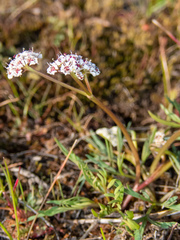 Lomatium gormanii
