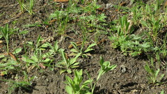 Turritis glabra