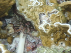 Eucidaris tribuloides