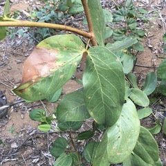 Hymenaea