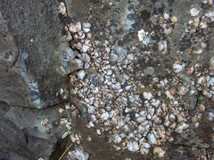 Dermatocarpon reticulatum