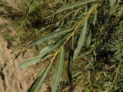 Salix vinogradovii