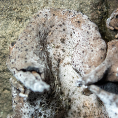 Dermatocarpon reticulatum