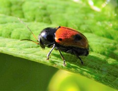 Cryptocephalus bipunctatus