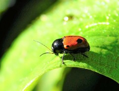Cryptocephalus bipunctatus