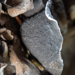 Dermatocarpon reticulatum