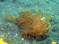 Antennarius striatus