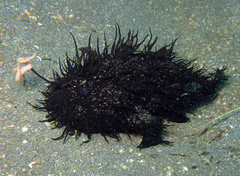 Antennarius striatus