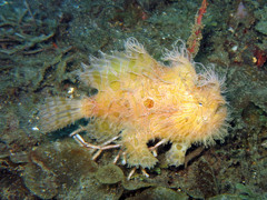 Antennarius striatus