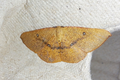 Cyclophora puppillaria