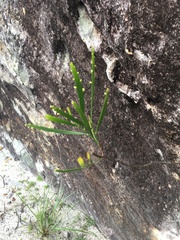 Psilotum