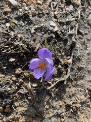 Crocus tommasinianus