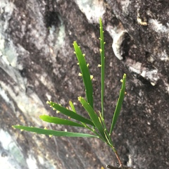 Psilotum