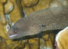 Gymnothorax miliaris