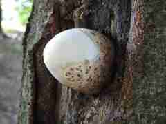 Volvariella bombycina