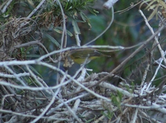Leiothlypis celata