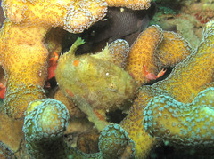 Abantennarius coccineus