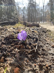 Crocus tommasinianus