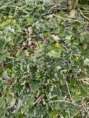 Alchemilla orbiculata