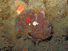 Abantennarius coccineus