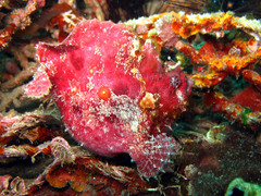 Abantennarius coccineus