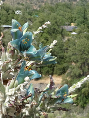 Puya alpestris