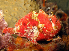 Abantennarius coccineus