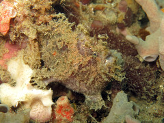 Abantennarius nummifer