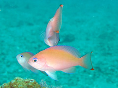 Pseudanthias hypselosoma