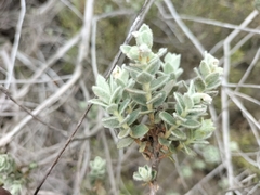 Clutia tomentosa
