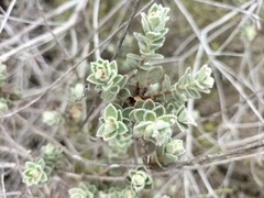 Clutia tomentosa